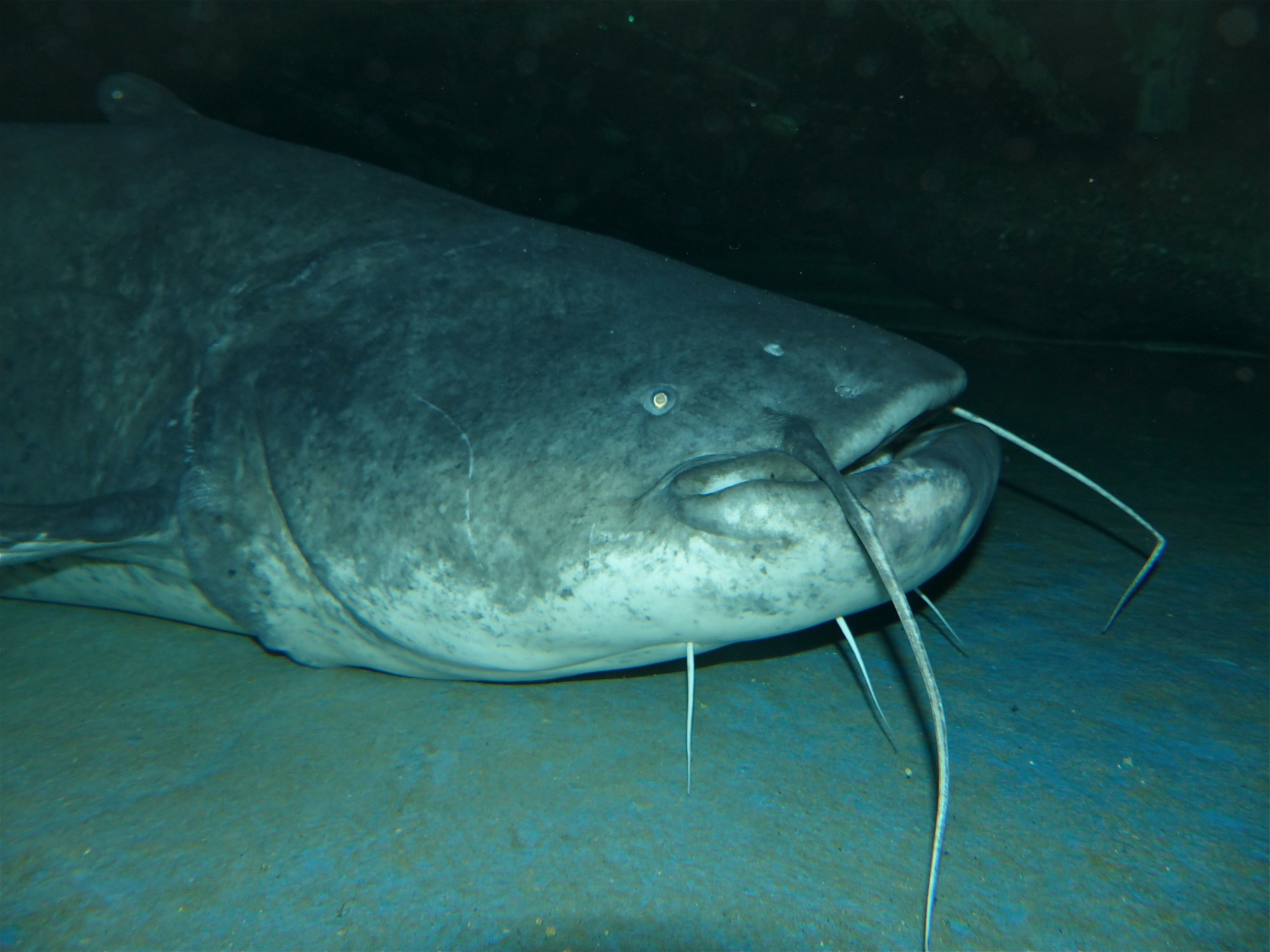 image of Silurus glanis (Wels catfish)