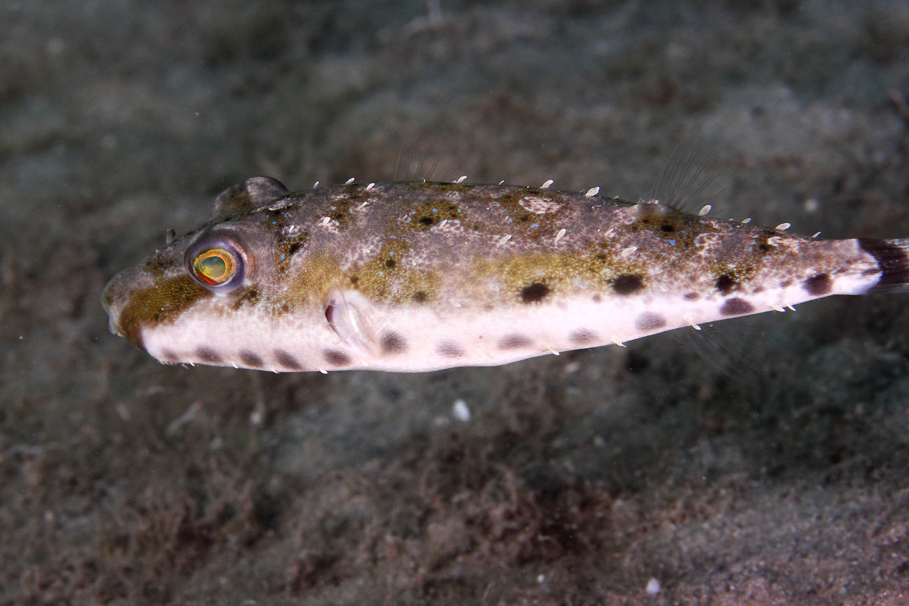 image of Sphoeroides spengleri (Bandtail puffer)