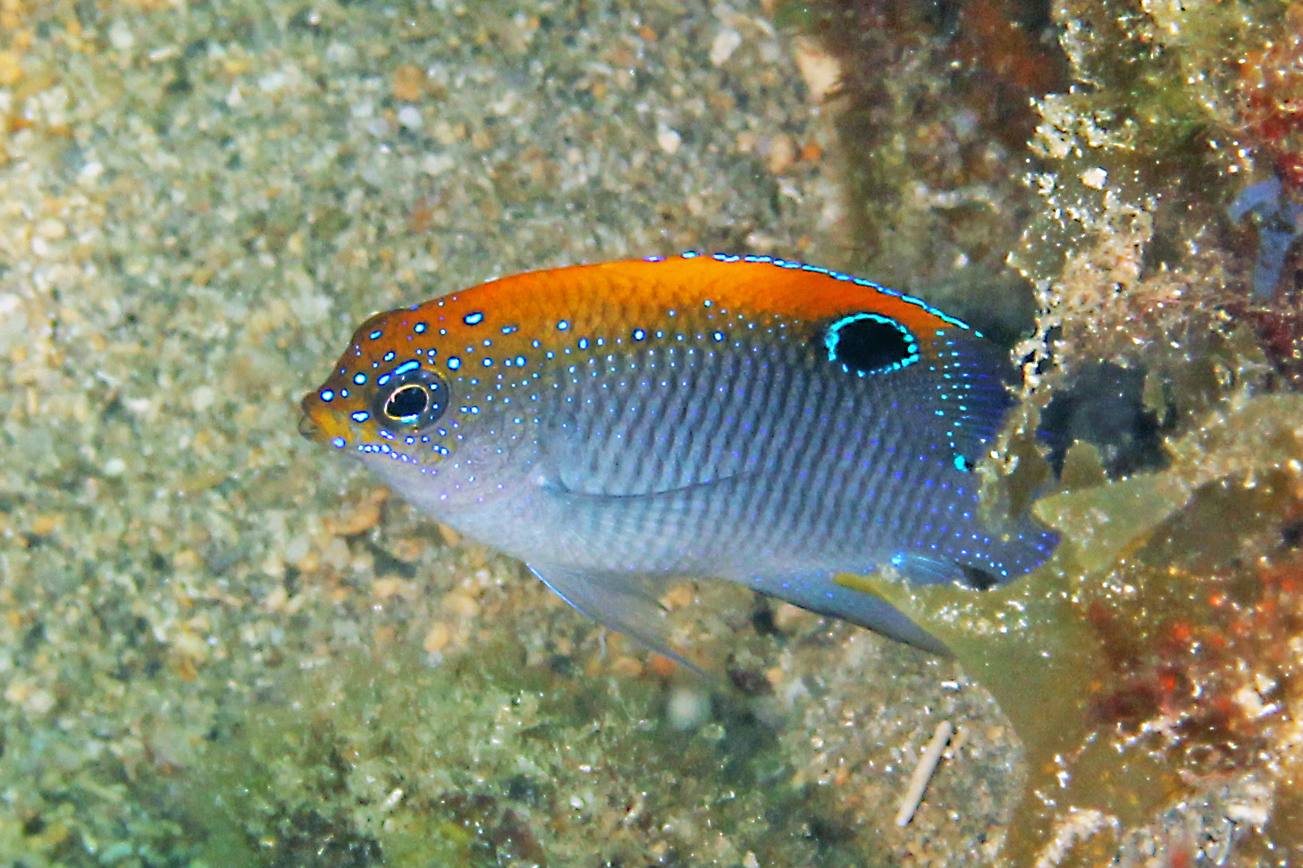 image of Stegastes adustus (Dusky damselfish)