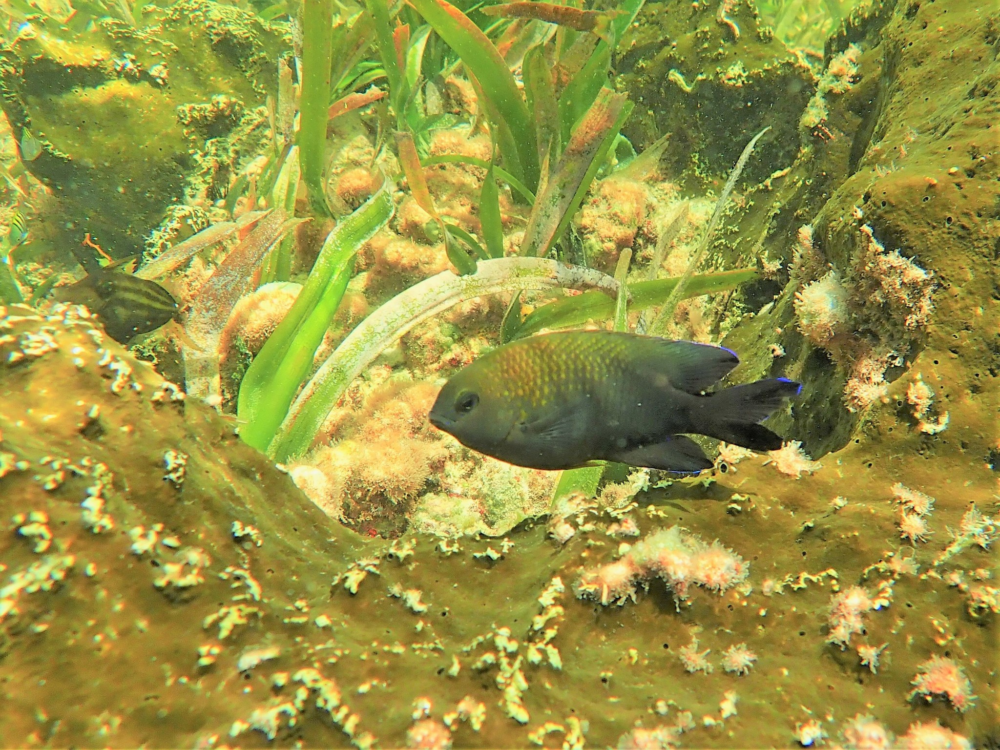 image of Stegastes leucostictus (Beaugregory)