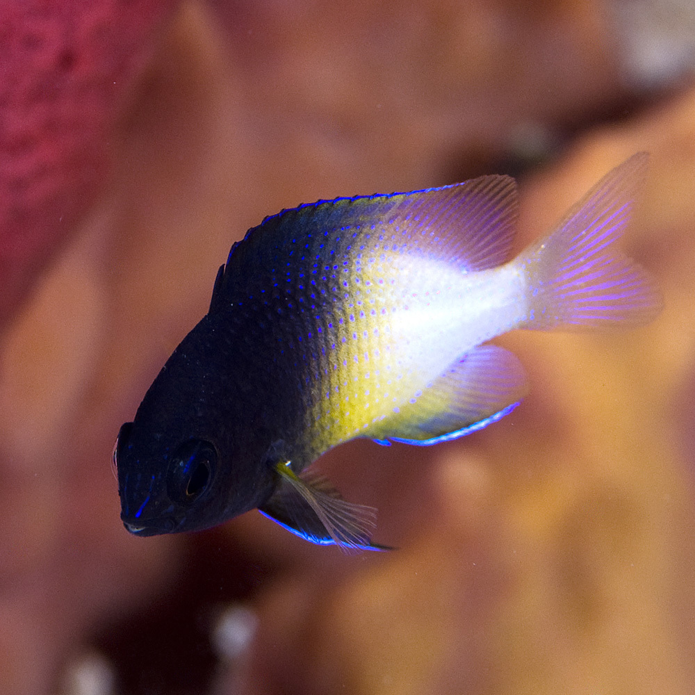 image of Stegastes partitus (Bicolor damselfish)
