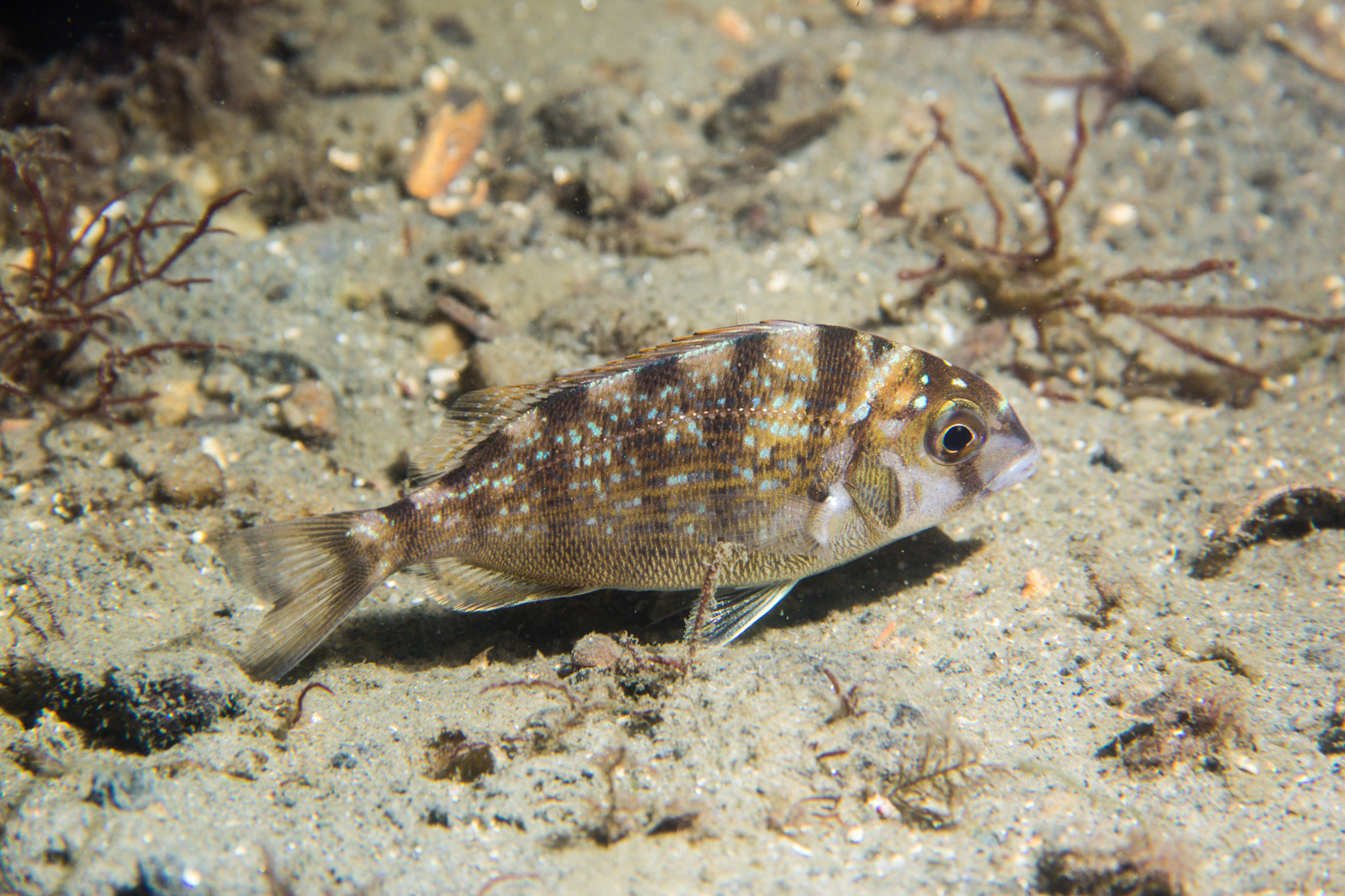 image of Stenotomus chrysops (Scup)