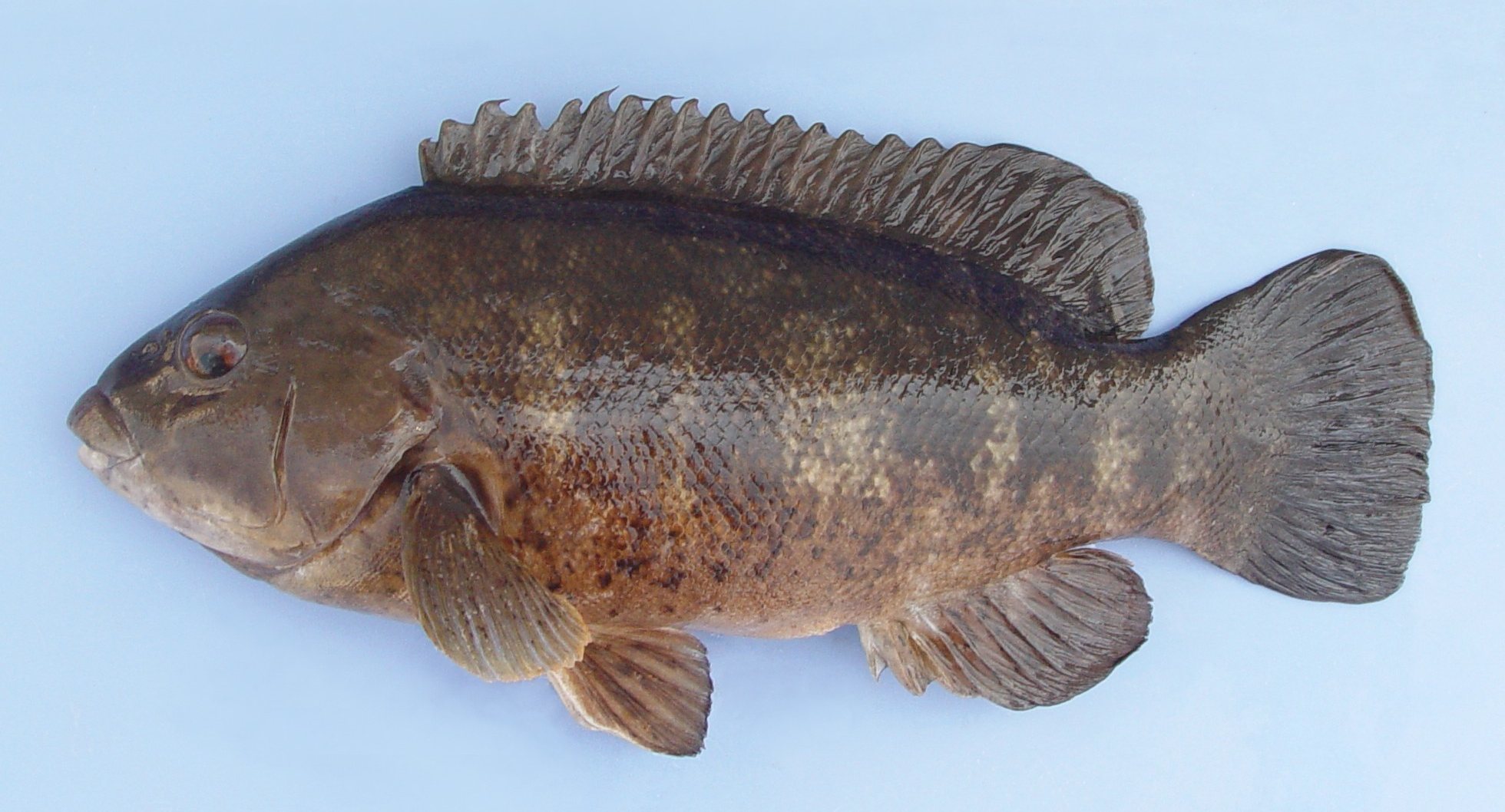 image of Tautoga onitis (Tautog)