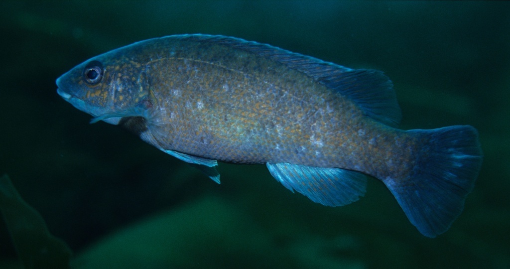 image of Tautogolabrus adspersus (Cunner)