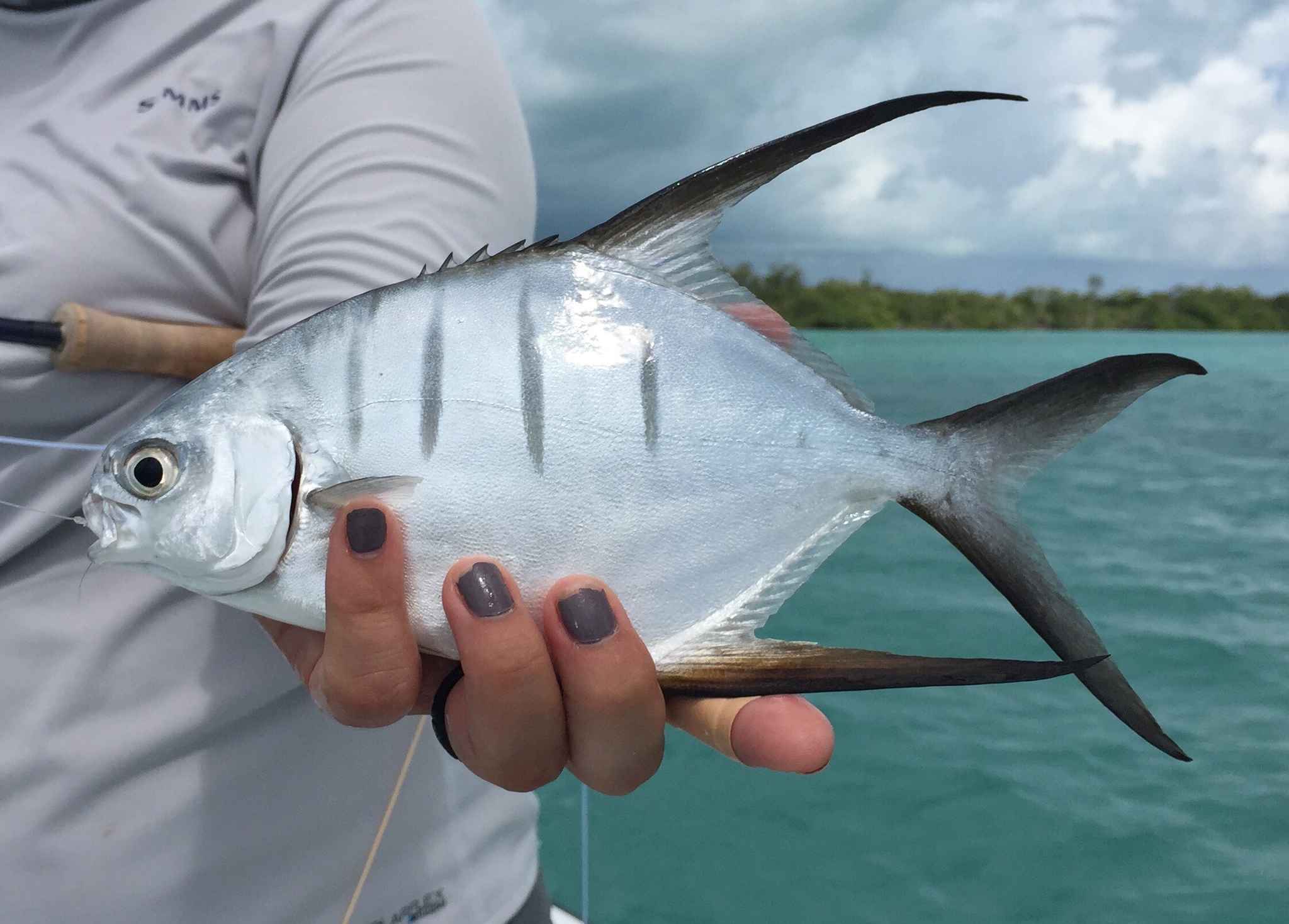 image of Trachinotus goodei (Great pompano)