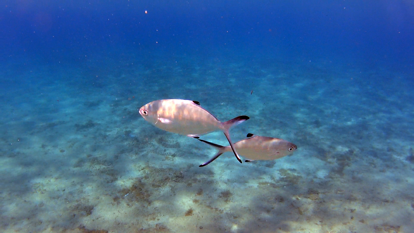 image of Trachinotus ovatus (Pompano)