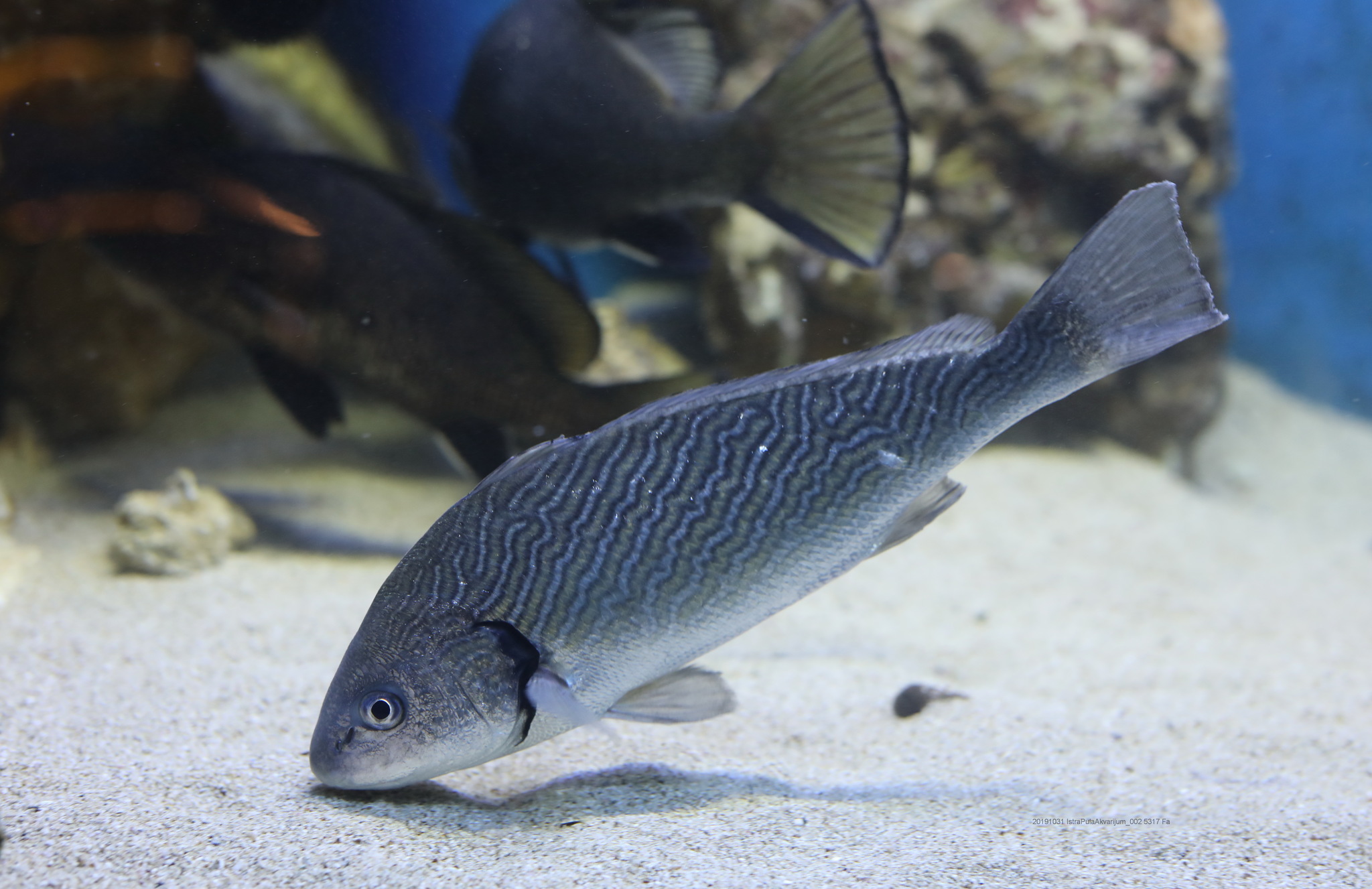 image of Umbrina cirrosa (Shi drum)