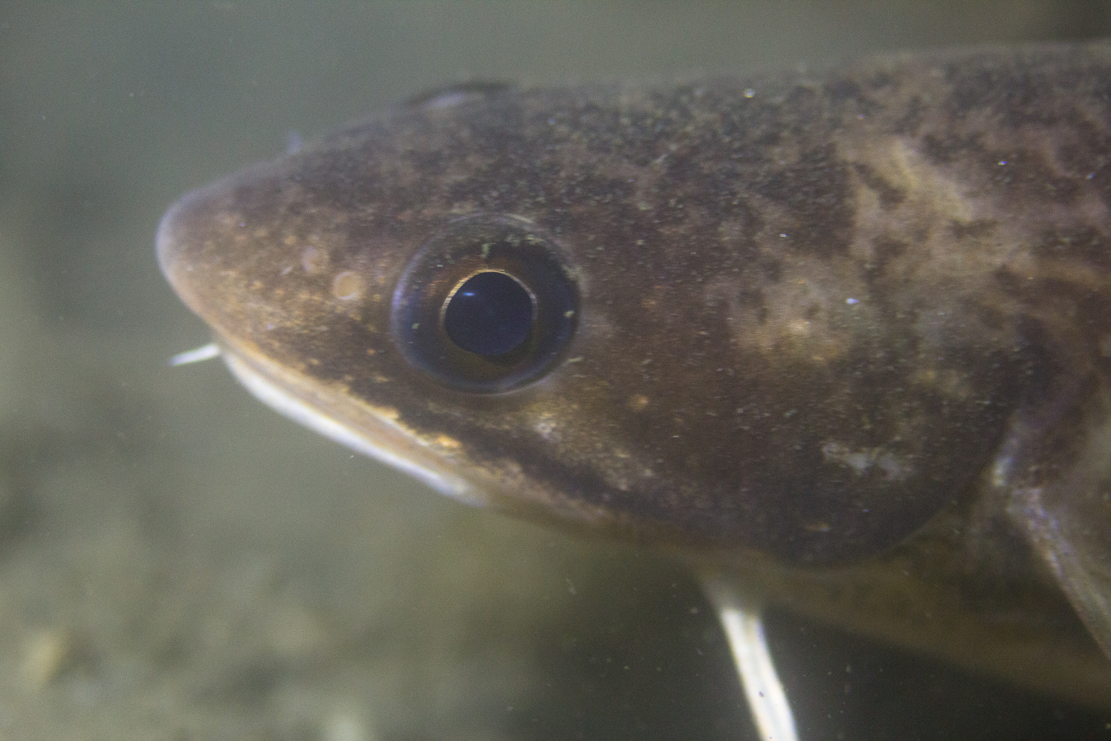 image of Urophycis chuss (Red hake)
